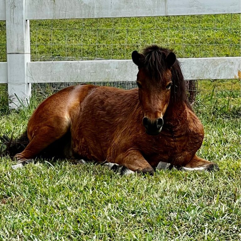 Horses on a pasture at a West Tennessee horse property