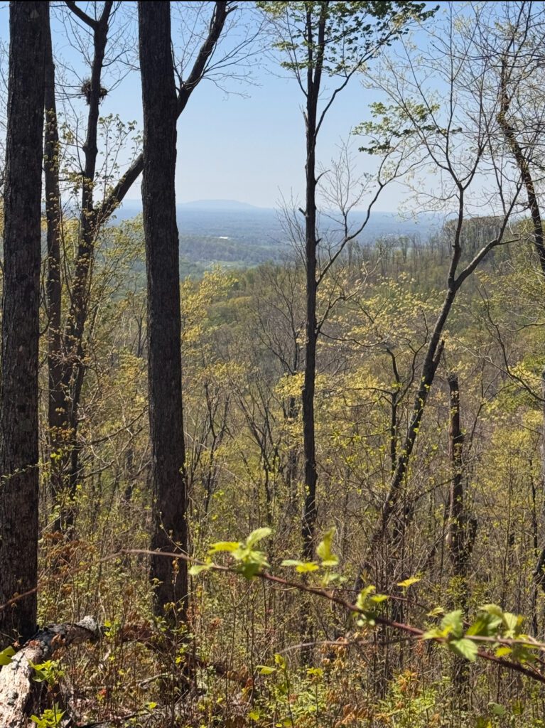 Acreage and trees near Rossville, Tennessee