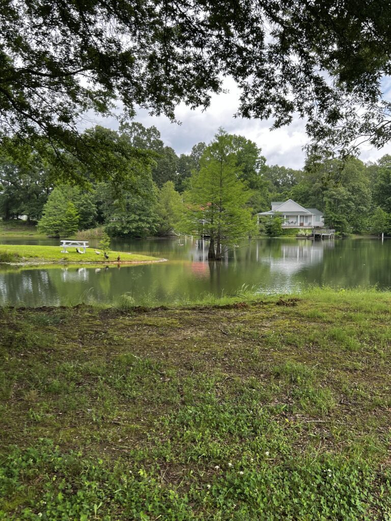 Lake with ducks, picnic table, and bald cypress trees in West Tennessee